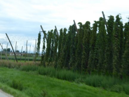 Hopfenanbau in der Hallertau
