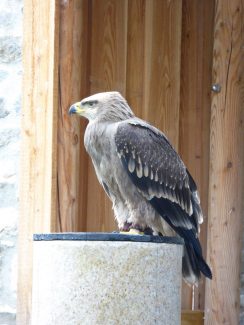 Gespannt vor der Flugschau