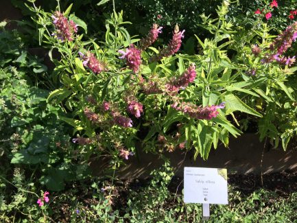 Salbei im Botanischen Garten