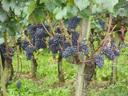 Eine gute Ernte steht bevor