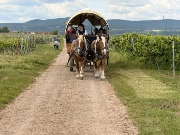 Pfälzerwald 2026 38