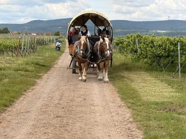 Pfälzerwald 2026 38