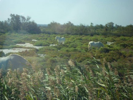 Camargue, weidende weisse Pferde