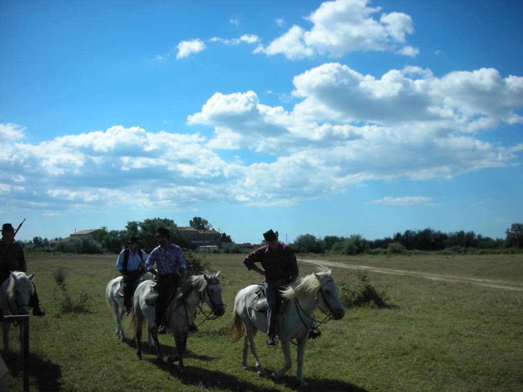 Camargue, Reiter auf weissen Pferden