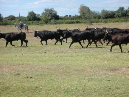Camargue, Stiere werden gejagt