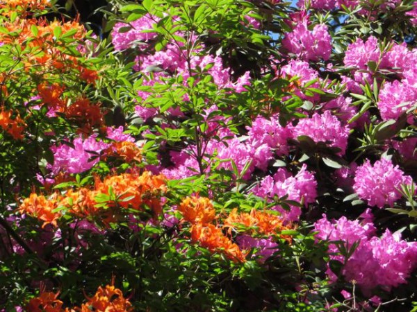 Rhododendren im Seleger Moor