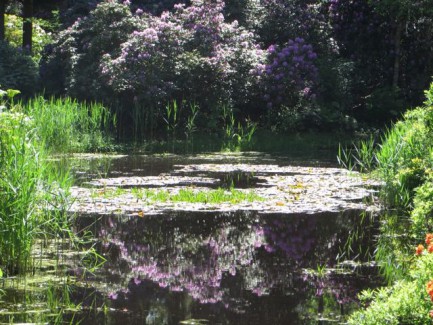 Teich mit Seerosen