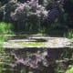 Teich mit Seerosen